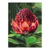 Blue Banded Bee & Waratah
