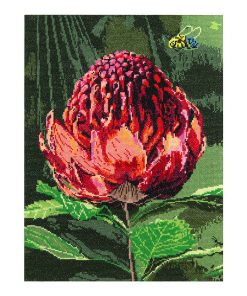 Blue Banded Bee & Waratah